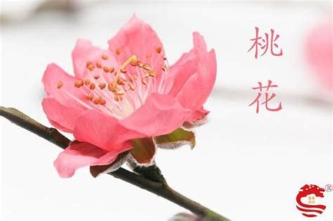 桃花旺意思